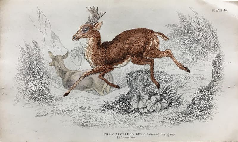 The cuazupuco deer · embroidery on original copper engraving published c1839 by Jardine · 15x26cm · 2021 (출처= 스페이스윌링앤딜링) · The cuazupuco deer · embroidery on original copper engraving published c1839 by Jardine