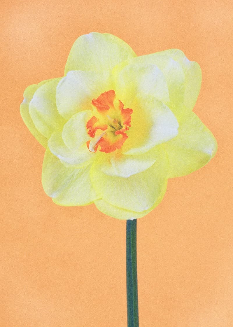 Flower Portraits #37 · 판화지에 검프린트 · 70×50cm · 2021 (출처= 유나이티드 갤러리) · Flower Portraits #37