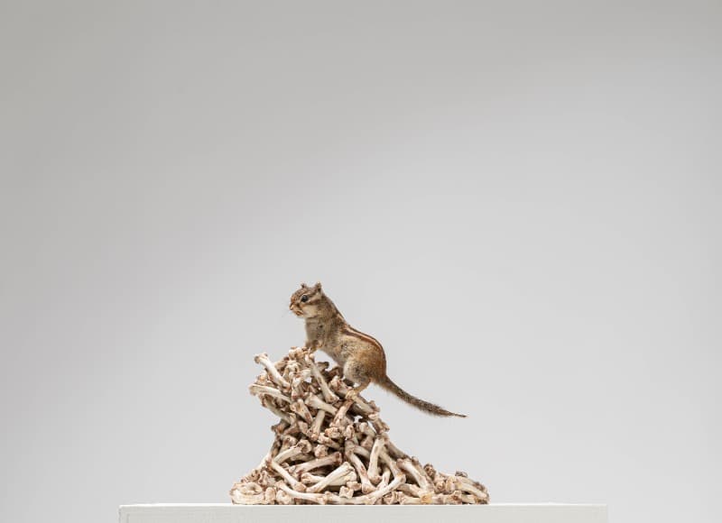 조정현, Chicken-graphy · 박제된 다람쥐, 닭뼈 · 25x20x25cm · 2020 (이미지 제공 = 리프로젝트)