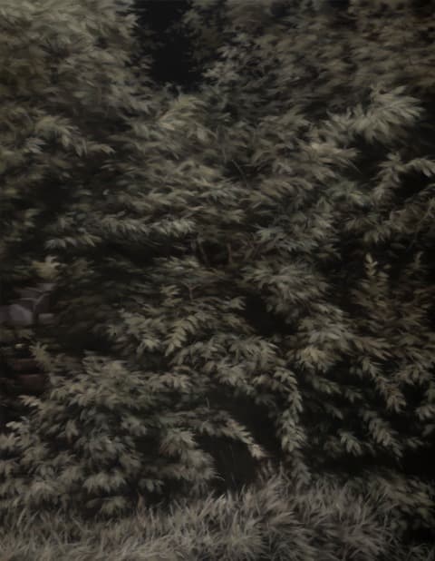 가능한 숲 · Oil on canvas · 116.8 x 91.0cm · 2020 (출처= 교동미술관)