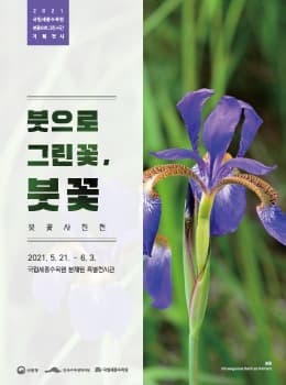 붓으로 그린꽃, 붓꽃