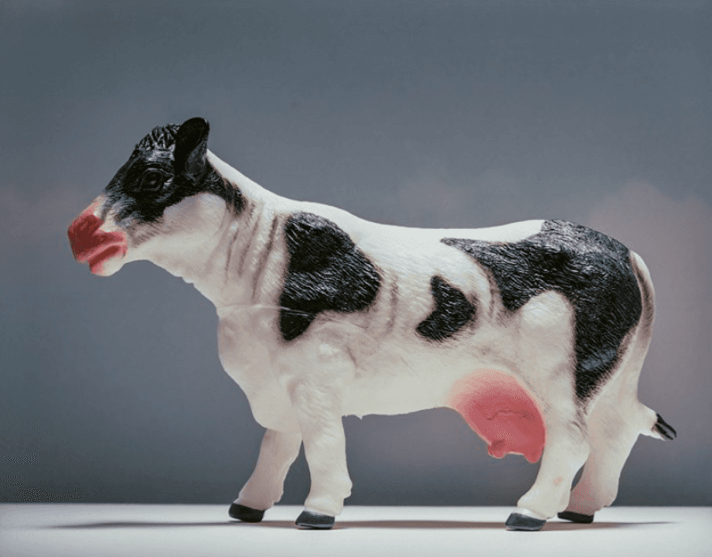 젖소 · (출처= 서학동사진관) · milk cow