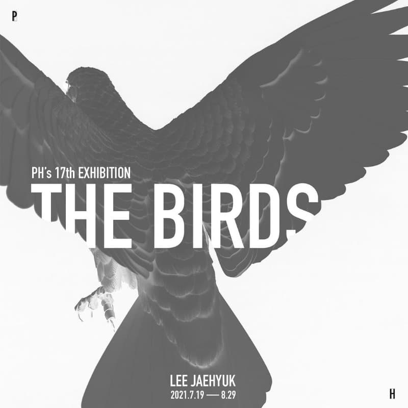 이재혁 : The birds_새