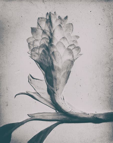 향연, 포토제닉 드로잉시리즈 A15 · 40cmx49cm