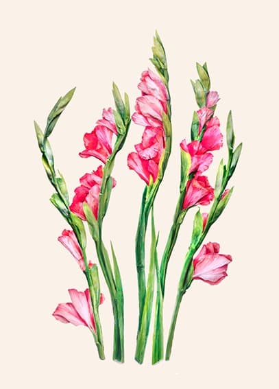 향연, 포토제닉 드로잉시리즈 ‘글라디오스'’ · 62cmx81cm