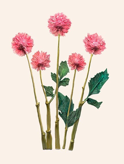 향연, 포토제닉 드로잉시리즈 ‘디알리아’ · 62cmx81cm