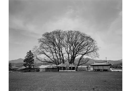 당산나무, 전라남도 영암 · Archival Pigment Print · 150x190 cm · 2010 (출처= 아트스페이스J)