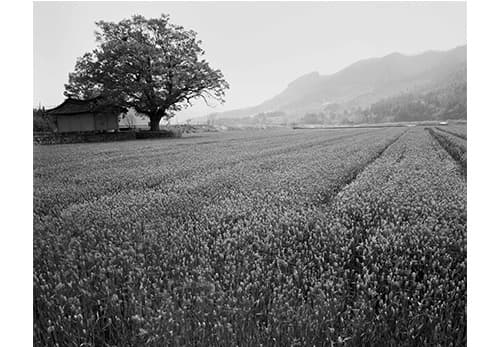 당산나무, 전라남도 화순 · Archival Pigment Print · 120x150 cm · 2011 (출처= 아트스페이스J)