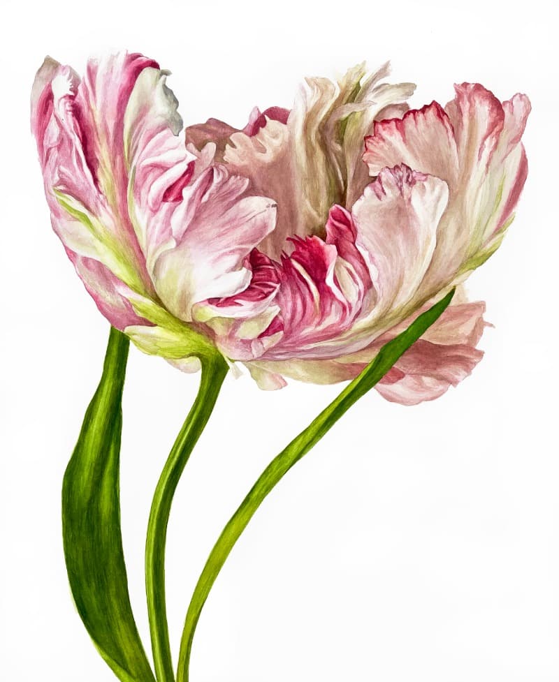 pink parrot tulip · watercolor on paper · 67x57cm · 2020 (이미지 제공 = 갤러리 너트) · pink parrot tulip · watercolor on paper