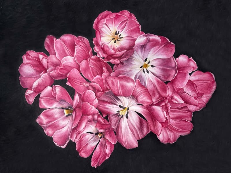 red tulip · watercolor&charcoal on paper · 57x76cm · 2021 (이미지 제공 = 갤러리 너트) · red tulip · watercolor&charcoal on paper