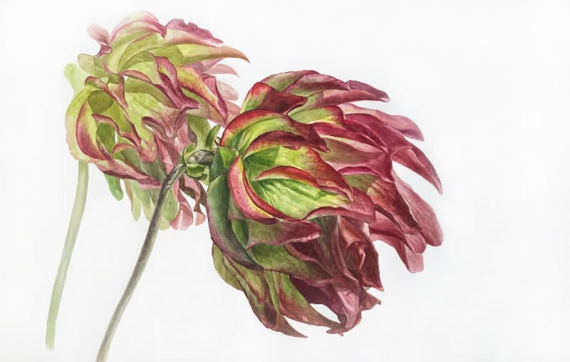 sarracenia flower · watercolor on paper · 91x65cm · 2019 (이미지 제공 = 갤러리 너트) · sarracenia flower · watercolor on paper