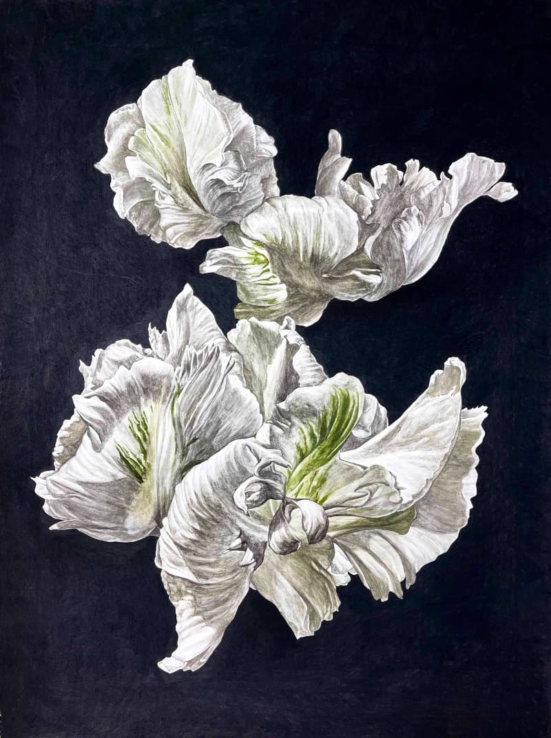 white parrot tulip · watercolor&charcoal on paper · 91x65cm · 2021 (이미지 제공 = 갤러리 너트) · white parrot tulip · watercolor&charcoal on paper