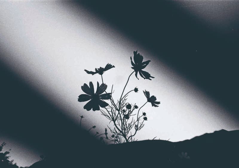 꽃_07 · Pigment Print on Canvas · 61x86.4cm · 2016 (이미지 제공 = 갤러리 너트) · Pigment Print on Canvas