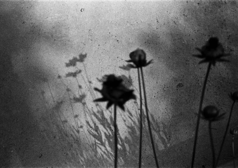 꽃_12 · Pigment Print on Canvas · 61x86.4cm · 2021 (이미지 제공 = 갤러리 너트) · Pigment Print on Canvas