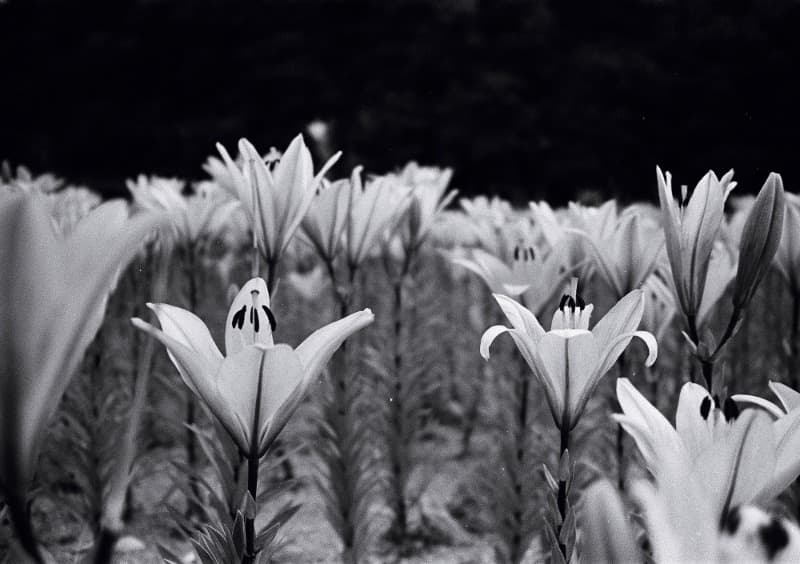 꽃_17 · Pigment Print on Canvas · 61x86.4cm · 2021 (이미지 제공 = 갤러리 너트) · Pigment Print on Canvas