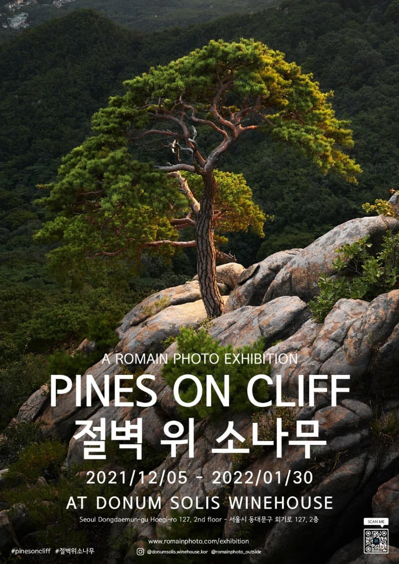호맹 : 절벽 위 소나무