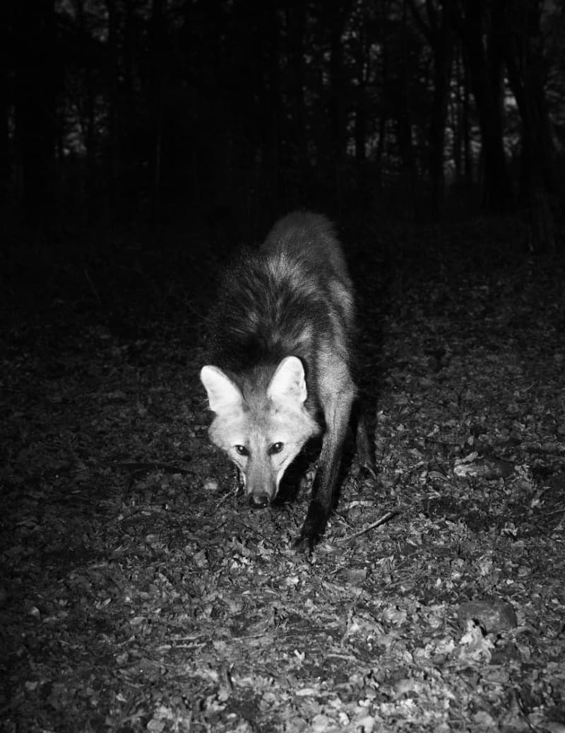 ⓒ Ed Alcock, Entre Chien et Loup 006 · Pigment Print · 2015 (이미지 출처 = 고은사진미술관) · ⓒ Ed Alcock, Entre Chien et Loup 006 · Pigment Print