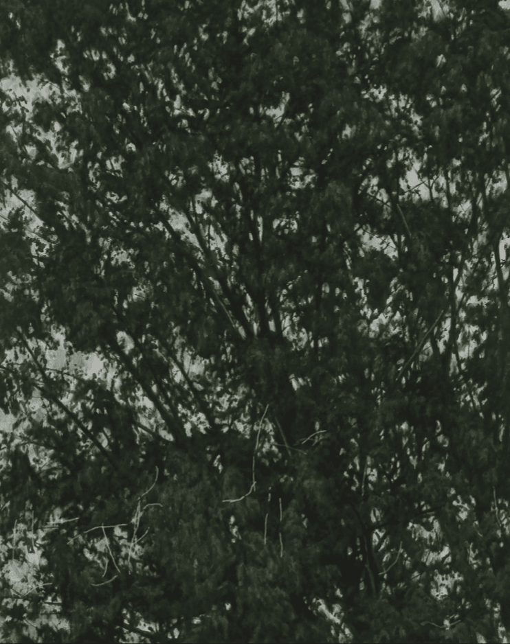 이현호, 나무, 나무 · 한지에 채색 · 91x73cm · 2021 (이미지출처 = 신세계갤러리)