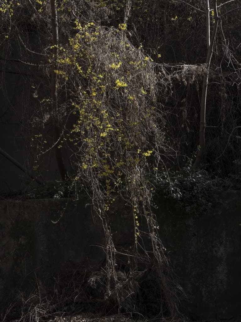 삼월 #2 · 아카이벌 피그먼트 프린트 · 80x60cm · 2019 (이미지출처 = 페리지갤러리)