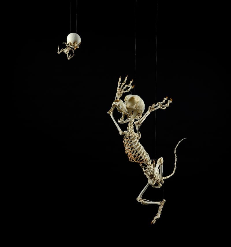 Felis Animatus & Leiothrix Lutea Animatus · 레진, 알루미늄 스틱, 스테인리스 철사, 스프링, 유채 · 130×73×50 cm, 15.5×15×21 cm · 2009 (이미지출처 = 부산시립미술관) · Felis Animatus & Leiothrix Lutea Animatus · Resin, aluminum sticks, stainless steel wires, springs, oil paint