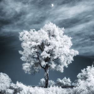 THE TREE 020