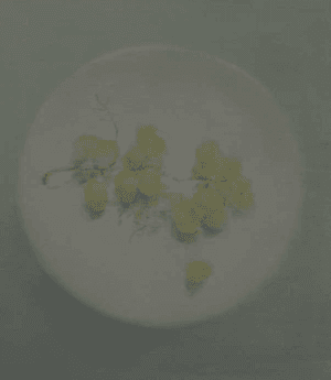 포도 Trauben
