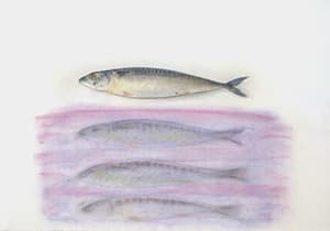 Fish 4