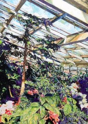 strong contrast in greenhouse