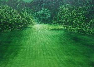Encounter a Forest