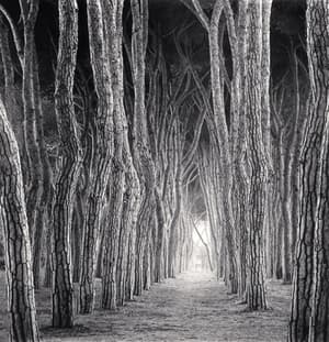 Stone Pine Tunnel, Pineto, Abruzzo, Italy. 