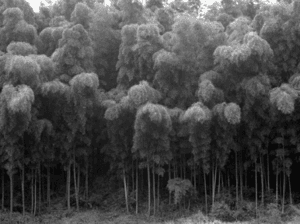 bamboos from the people-bmb1998004