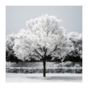 THE TREE 012