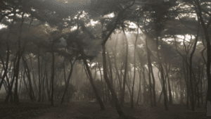 햇살