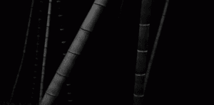 대나무(edition of 5)