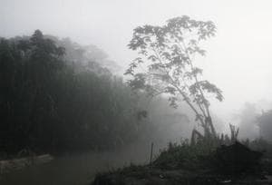 Manu Amazon, Peru, 2007