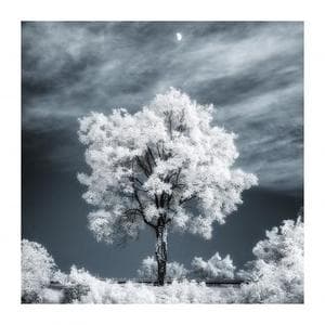 THE TREE 020