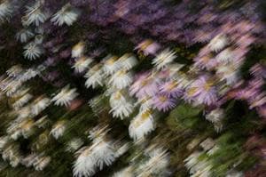 flowing flower08