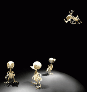 Anas Animatus.L.H.D