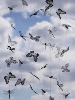 WINGS SPREAD