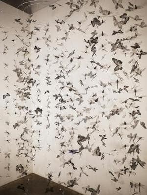 WINGS