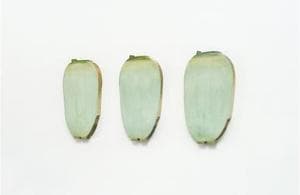 채식주의자 I, II, III
