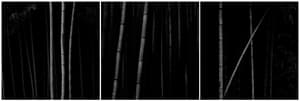 Bamboo Series