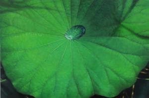 Made in Nature(자연이 만들다)