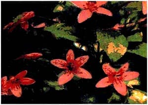 Laxiflorum