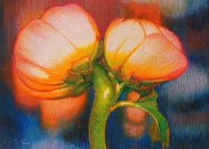 Ranunculus