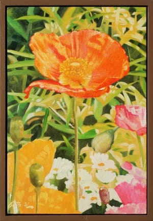 Poppy