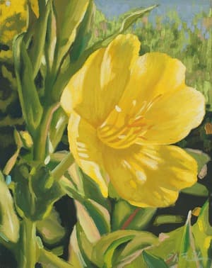 Evening primrose