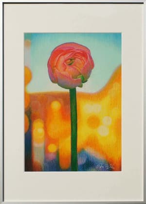 Ranunculus