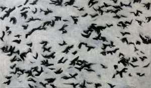 Crows