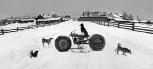Solovki, White Sea, Russia (Dog with bag)